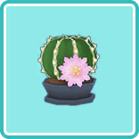サボテン.png